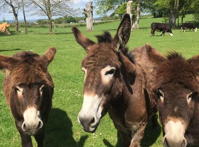 Dom wakacyjny Nore View House *